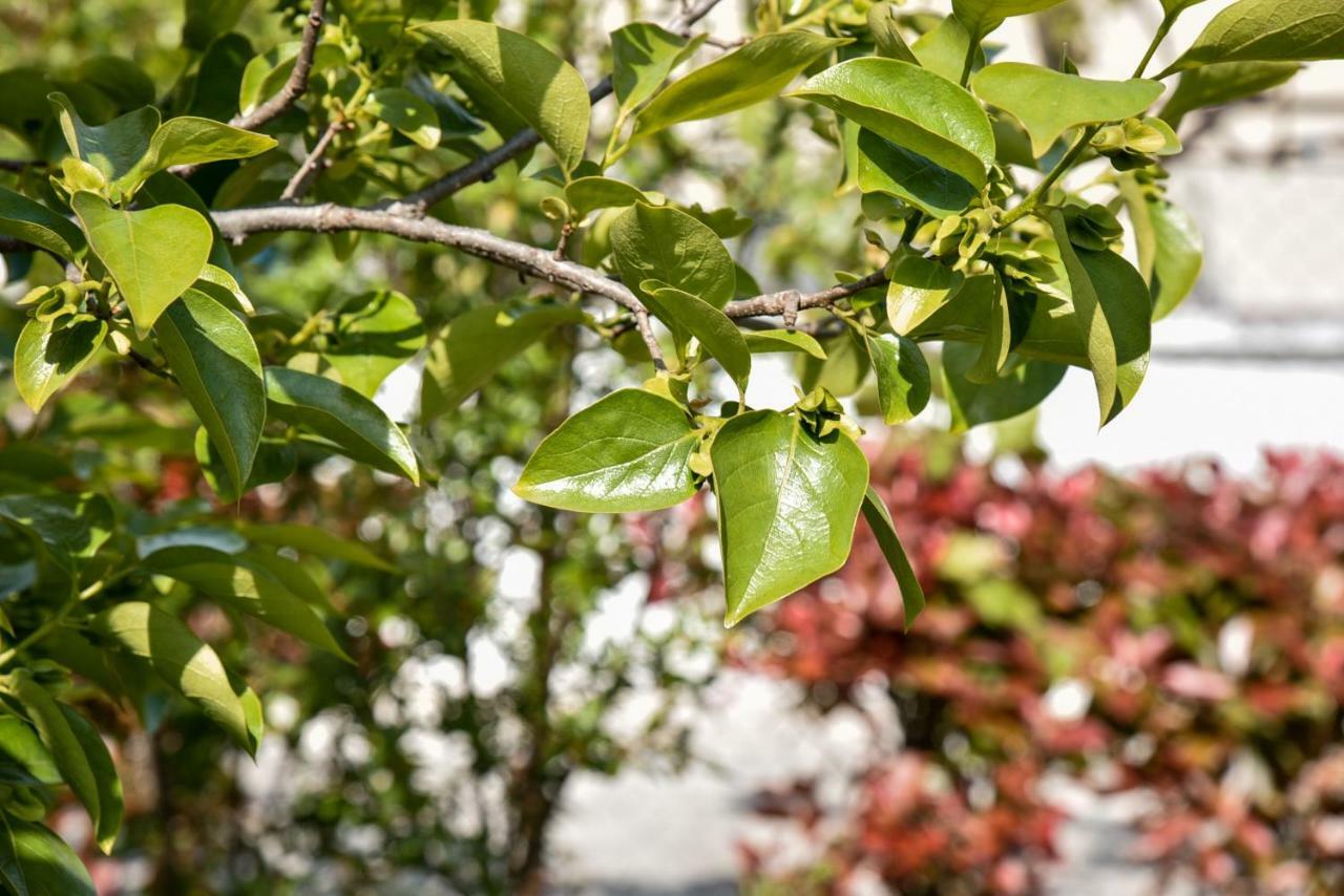Villa Garden Shkodra Ngoại thất bức ảnh
